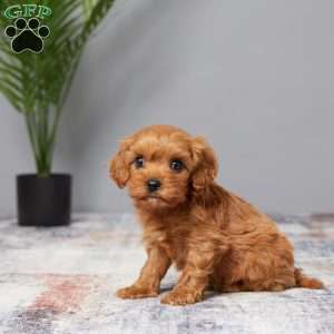 Twinkle, Cavapoo Puppy